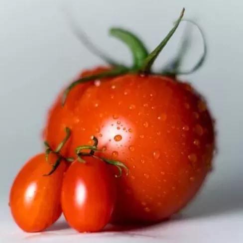 tomato